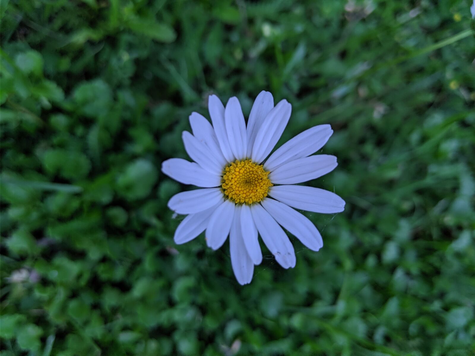 Google Pixel 3 XL sample photo. Daisy, daisy flower, bellis photography