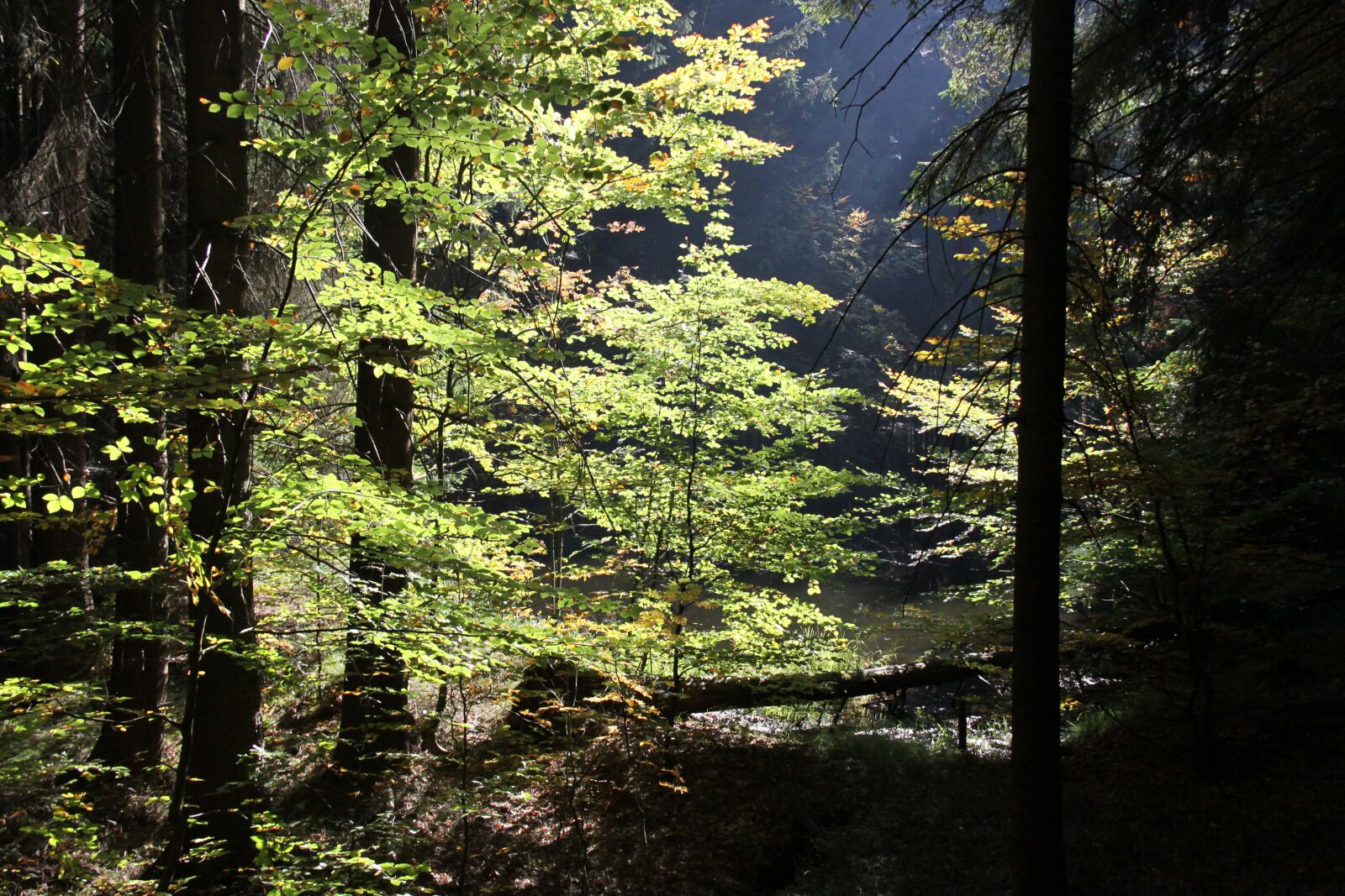 Canon EOS 50D sample photo. Forest, autumn, sun photography