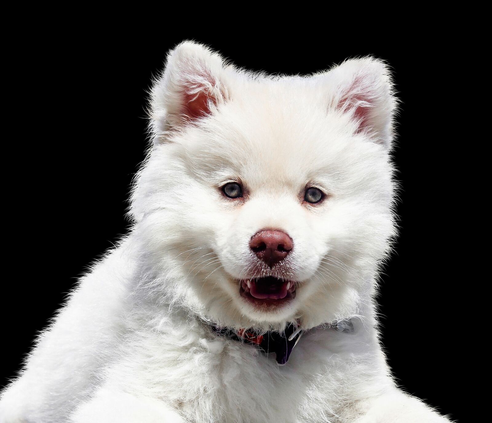 Canon EOS 1200D (EOS Rebel T5 / EOS Kiss X70 / EOS Hi) sample photo. Animal, dog, puppy photography