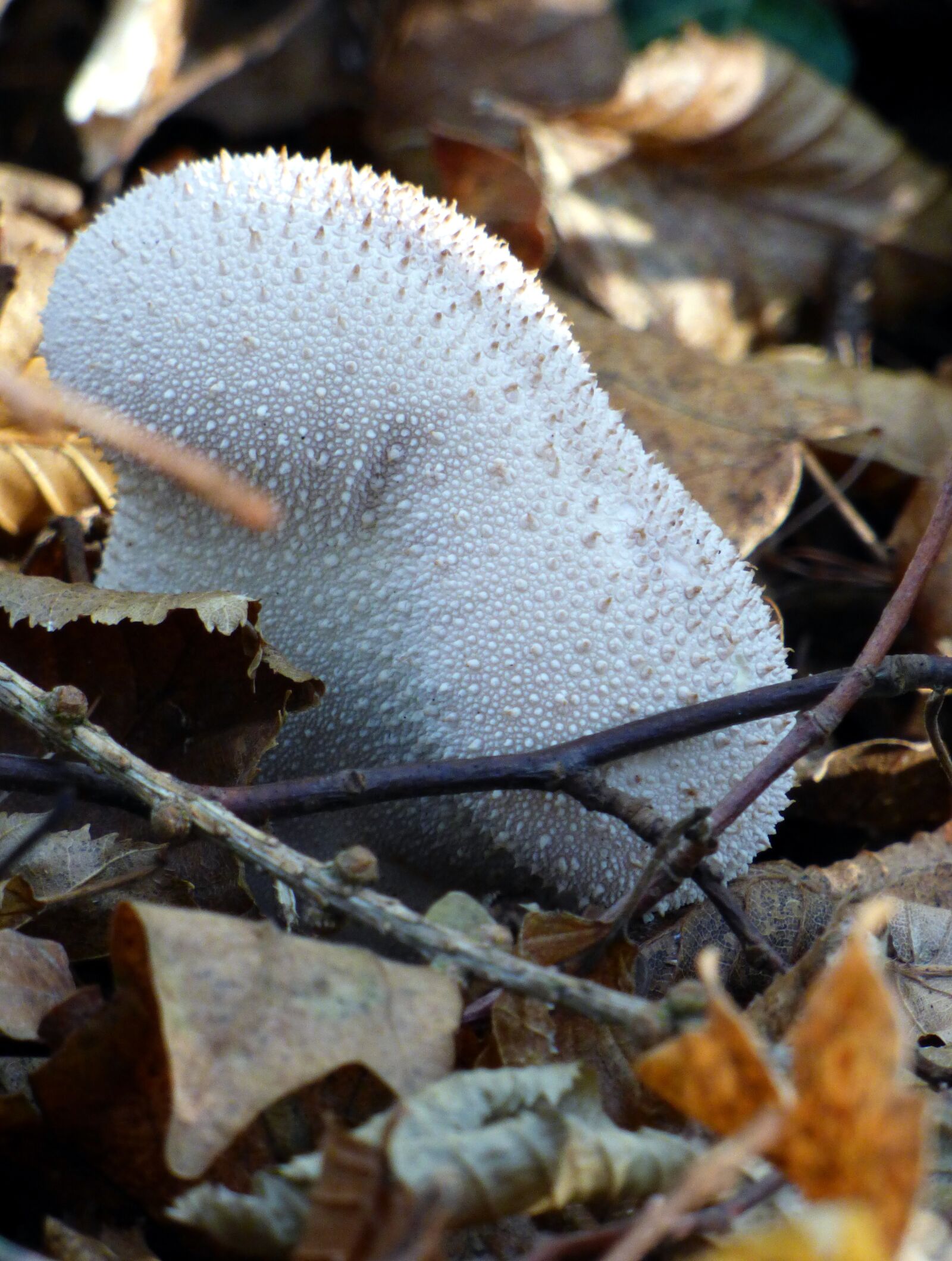 Panasonic DMC-FZ72 sample photo. Fungus, fall, white photography