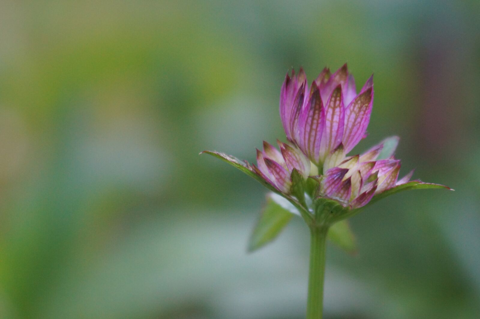 Sony SLT-A77 sample photo. Spring, flower, nature photography