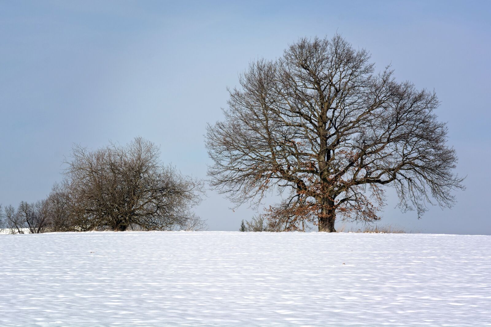 Nikon D7100 sample photo. Winter, snow, tree photography