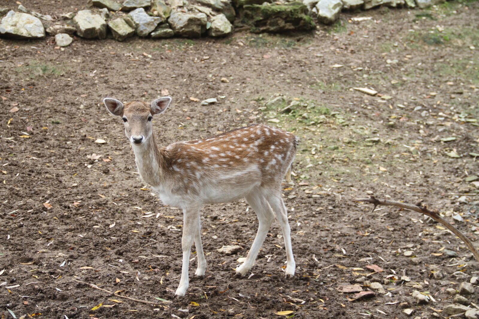 Canon EOS 7D sample photo. Gazelle, animal, nature photography