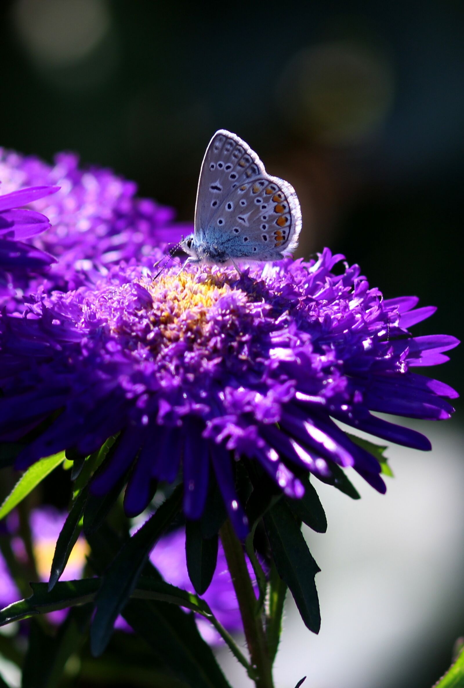 Canon EOS 700D (EOS Rebel T5i / EOS Kiss X7i) + Canon EF 85mm F1.8 USM sample photo. Butterfly, blue, bull's eye photography