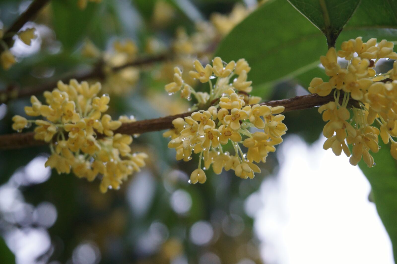 Sony a5100 sample photo. Osmanthus, raindrops, plant photography