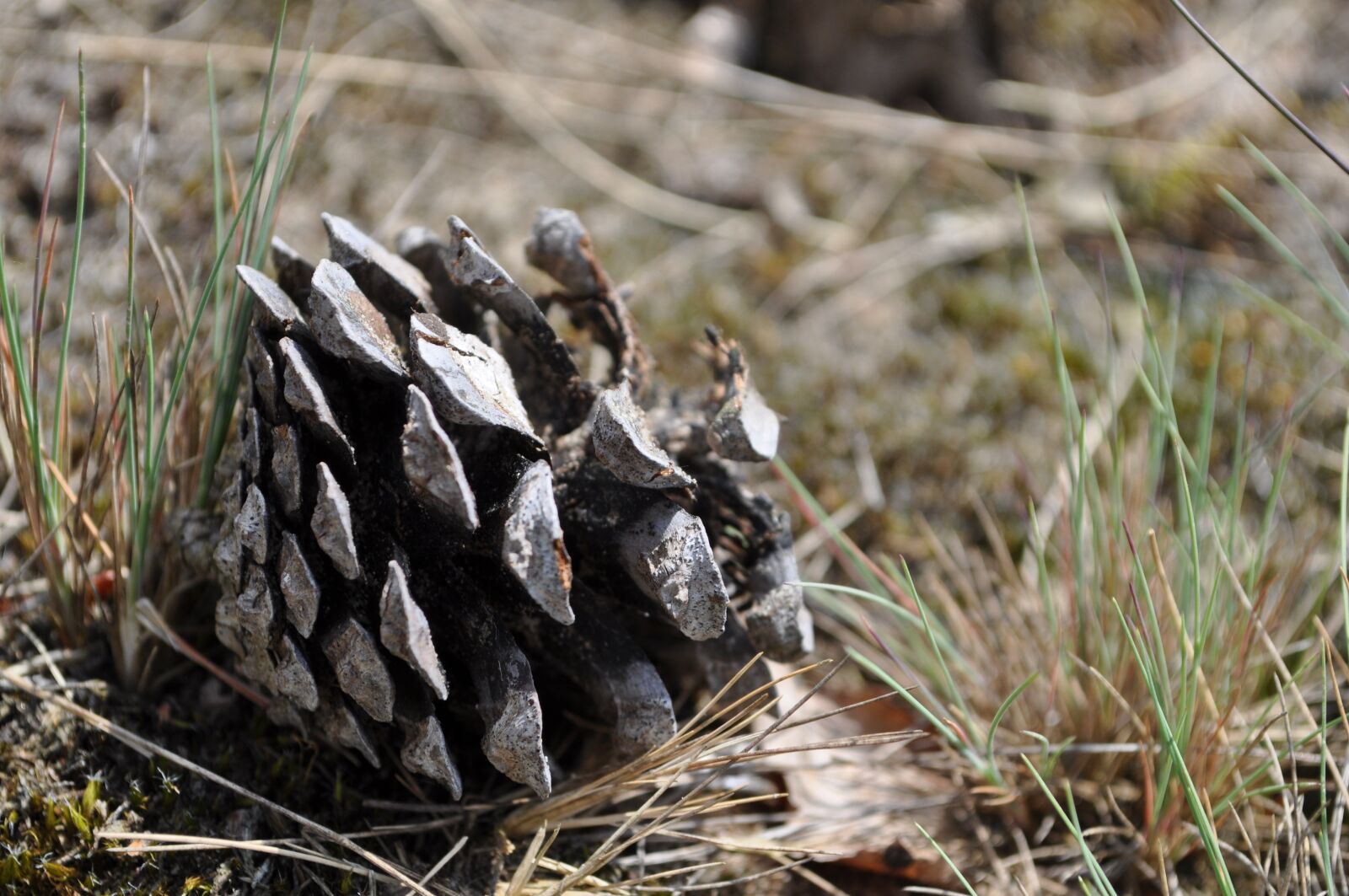 Nikon D5000 sample photo. Pine, cone, pinecone photography