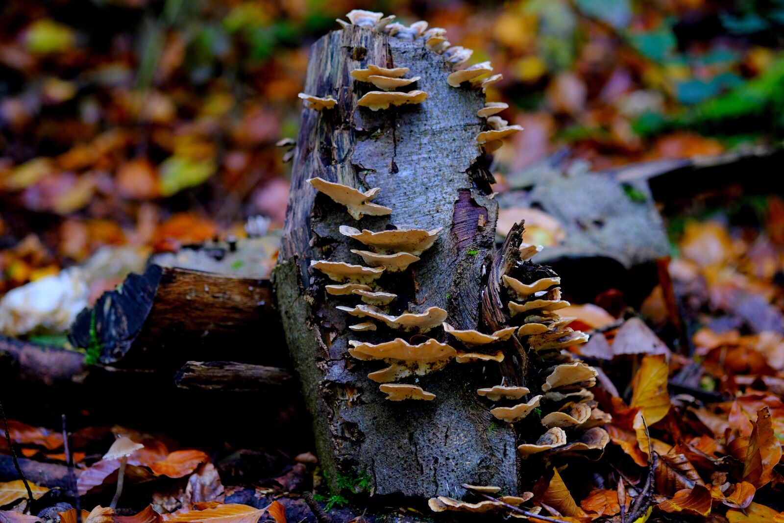 Fujifilm X-T20 sample photo. Log, mushrooms, nature photography