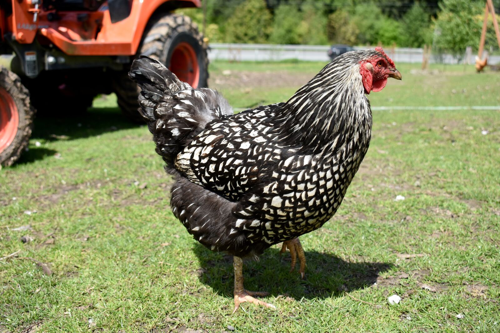 Nikon D3400 sample photo. Chicken, farm, washington photography