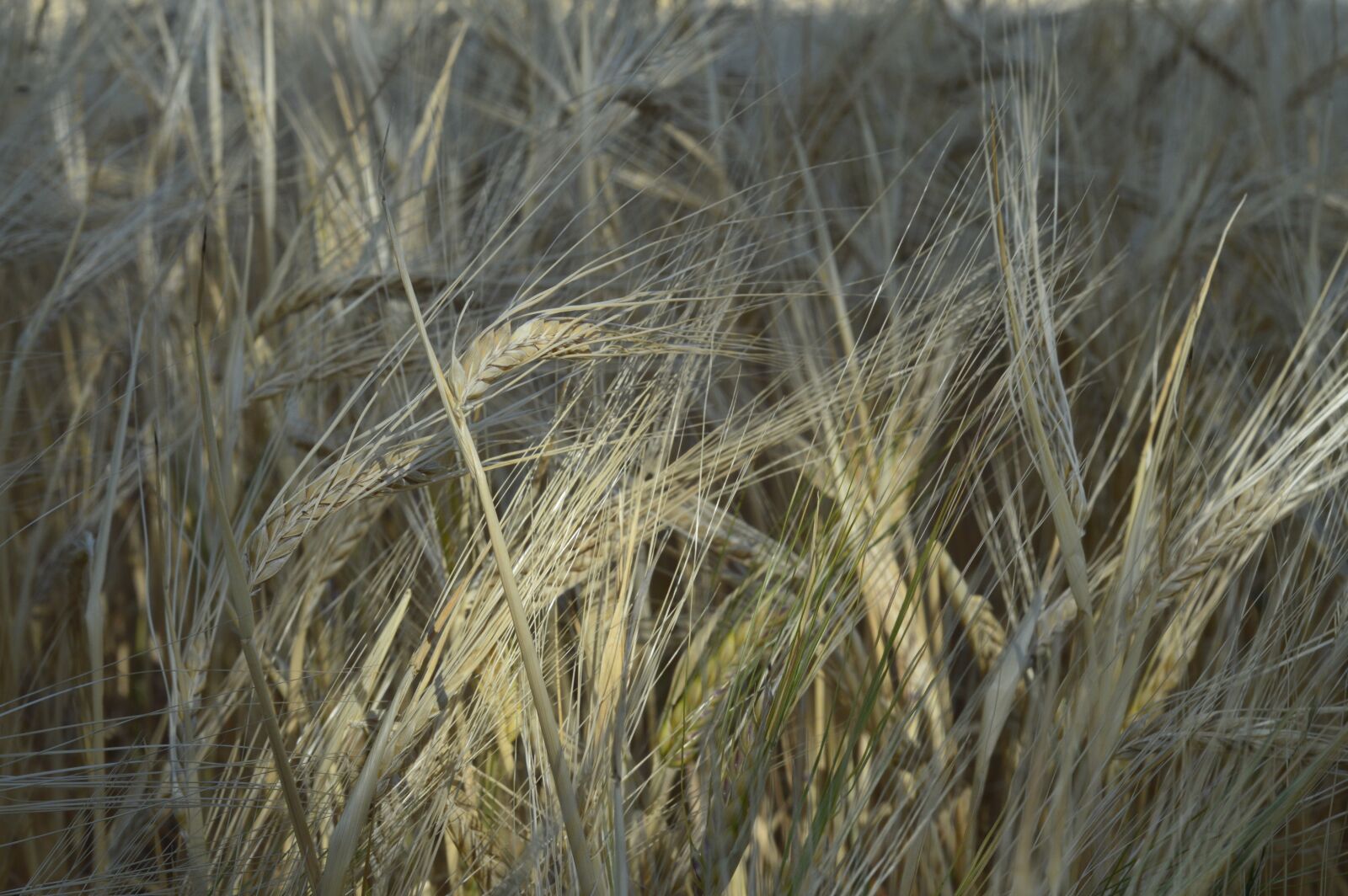 Nikon D3200 sample photo. Cereals, landscape, agriculture photography