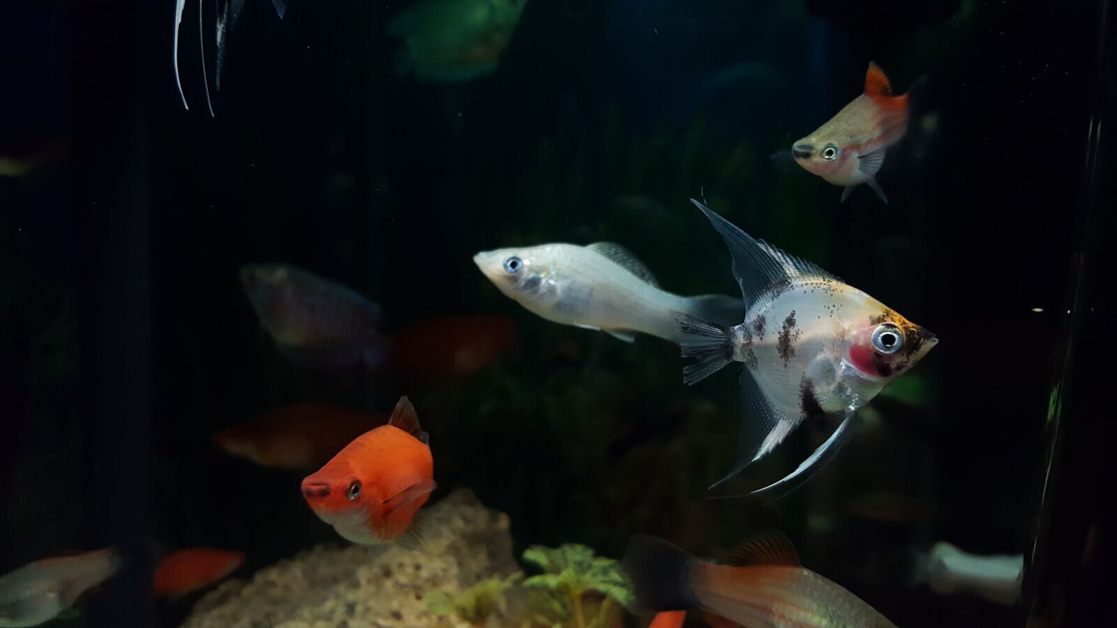Samsung Galaxy S6 sample photo. Aquarium, fish, underwater photography