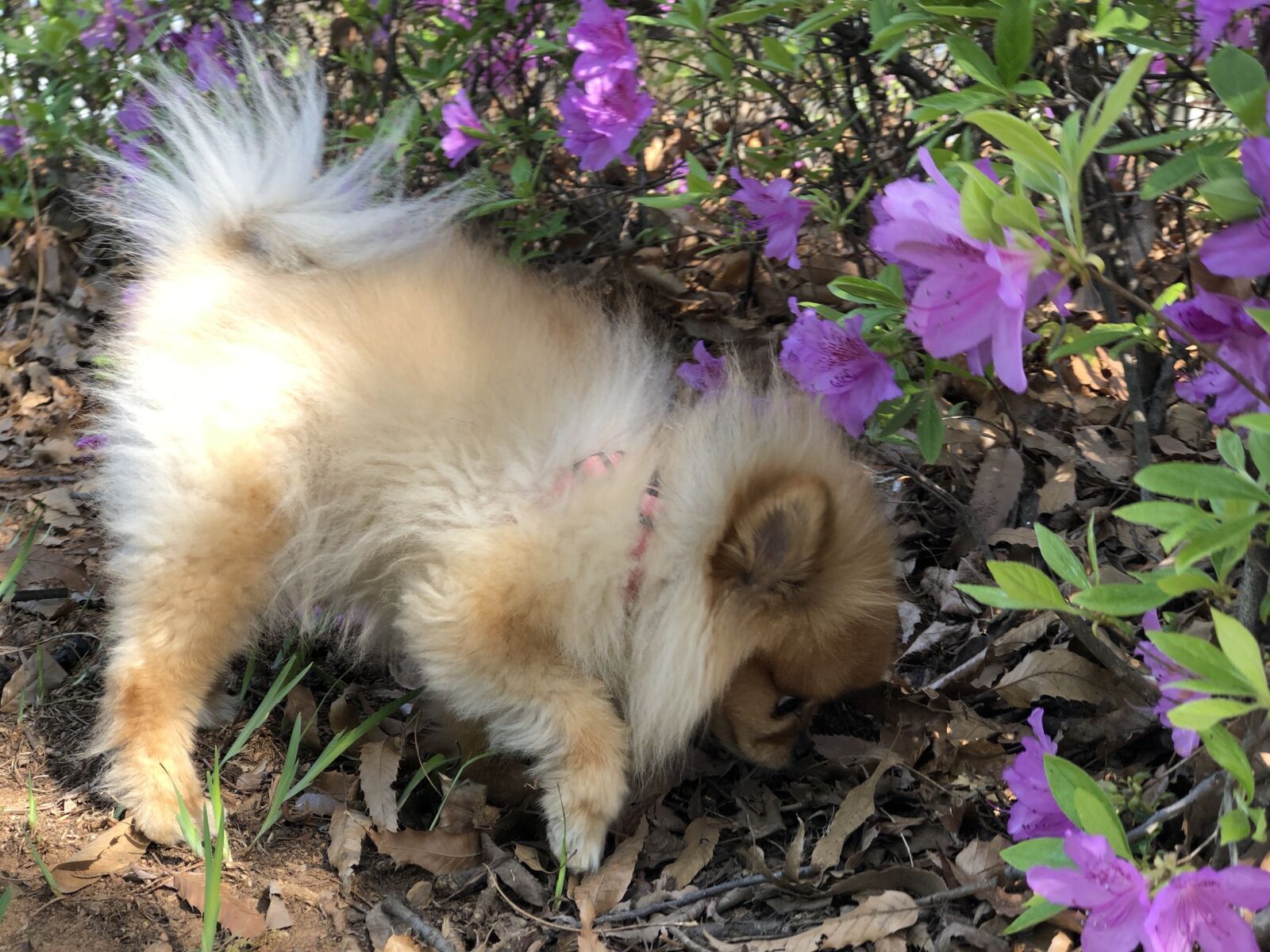 iPhone 8 Plus back dual camera 6.6mm f/2.8 sample photo. Dog, flower, day tags photography