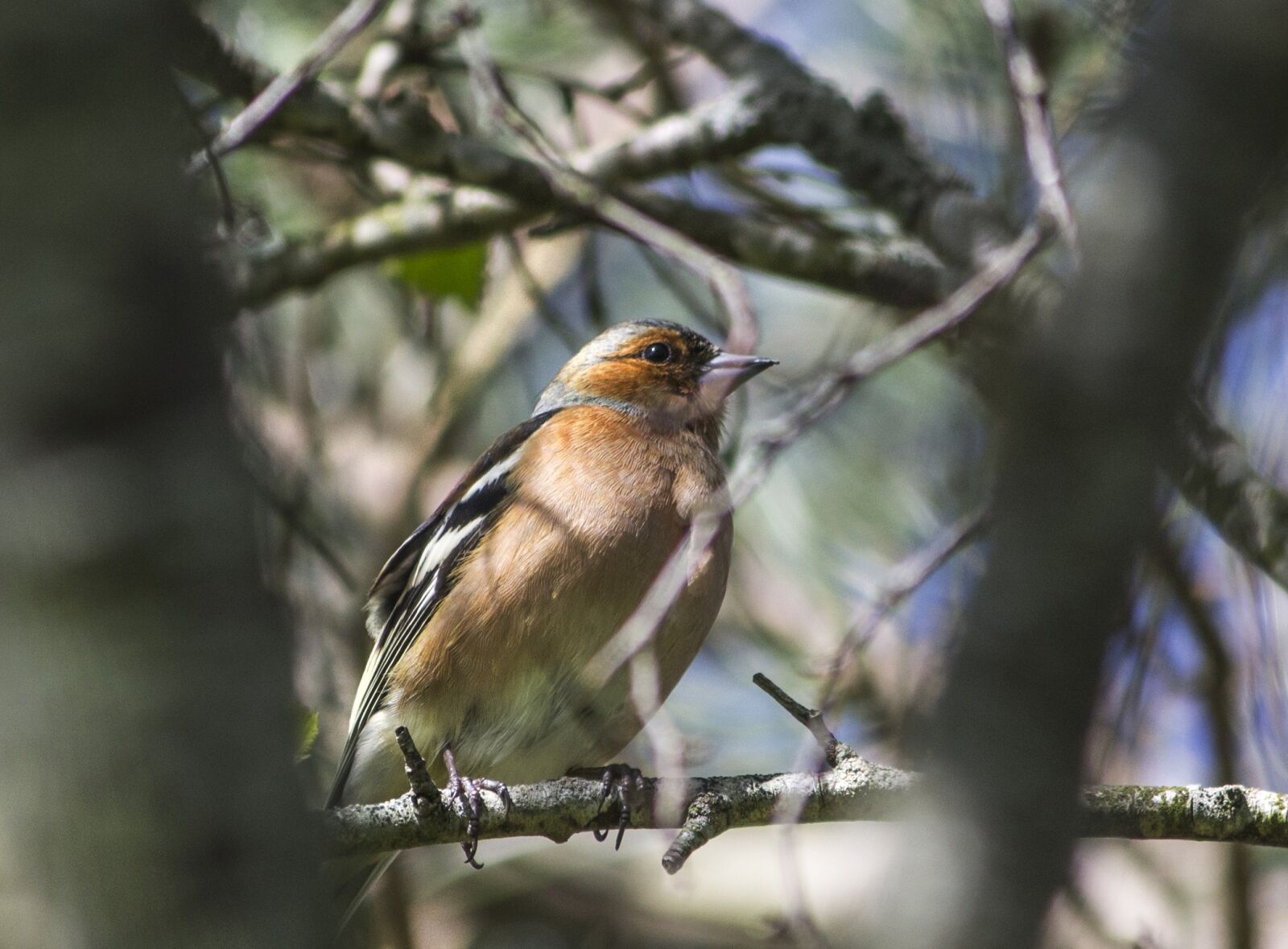 Canon EF-S 55-250mm F4-5.6 IS II sample photo. Robin, bird, nature photography