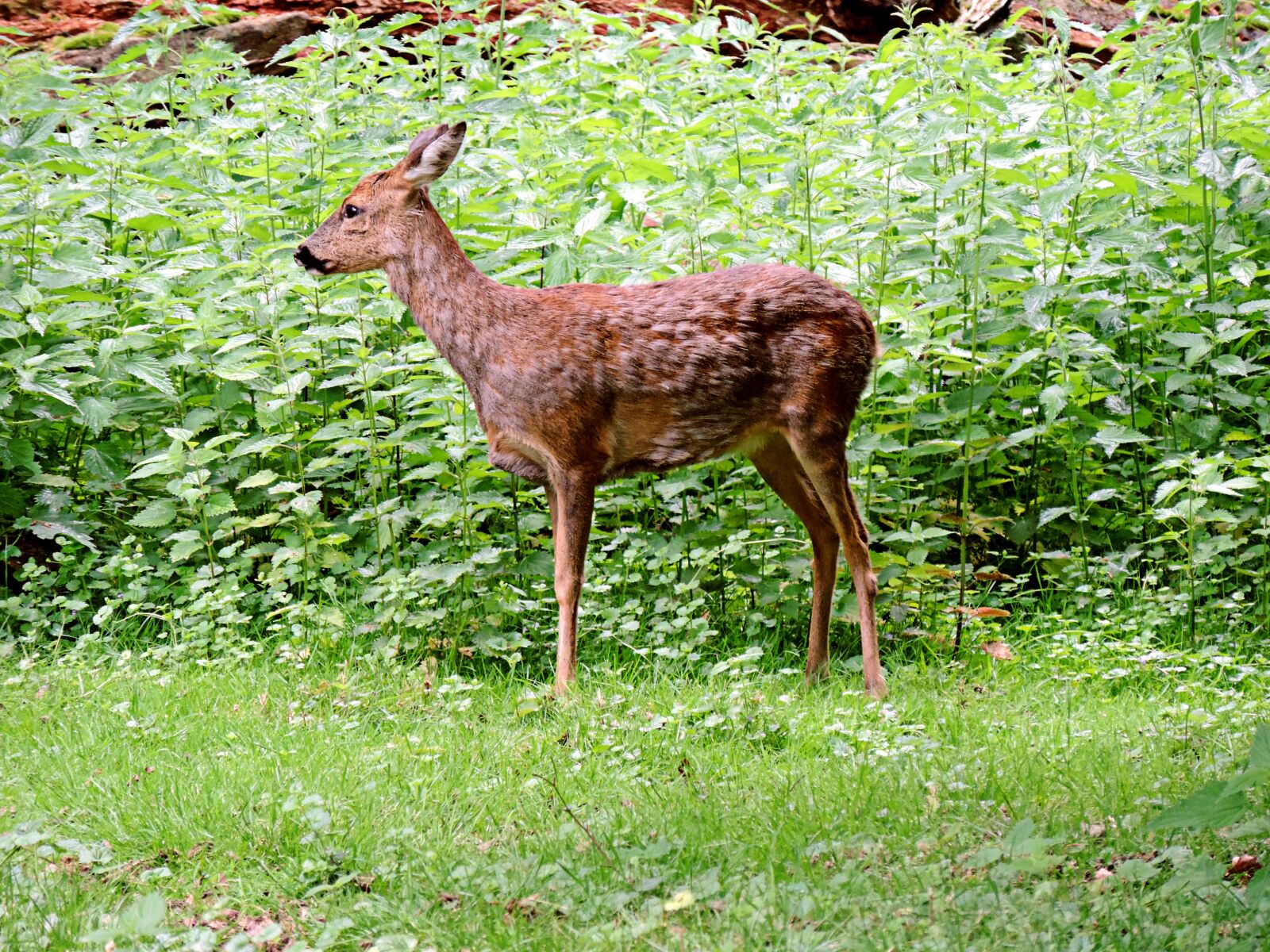 Nikon Coolpix P520 sample photo. Roe deer, paarhufer, mammal photography