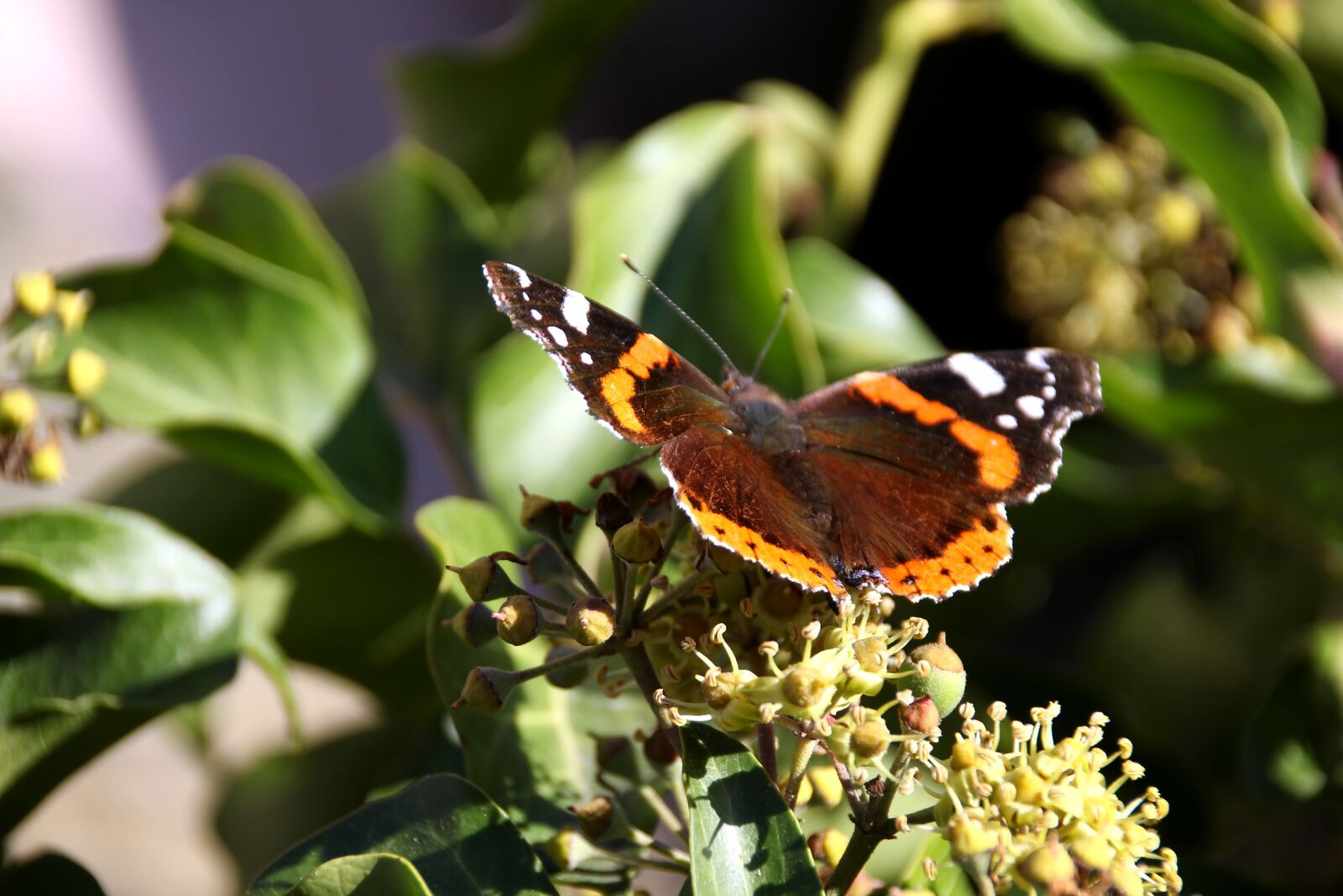 Canon EOS 60D sample photo. Butterfly, sun, leaves photography