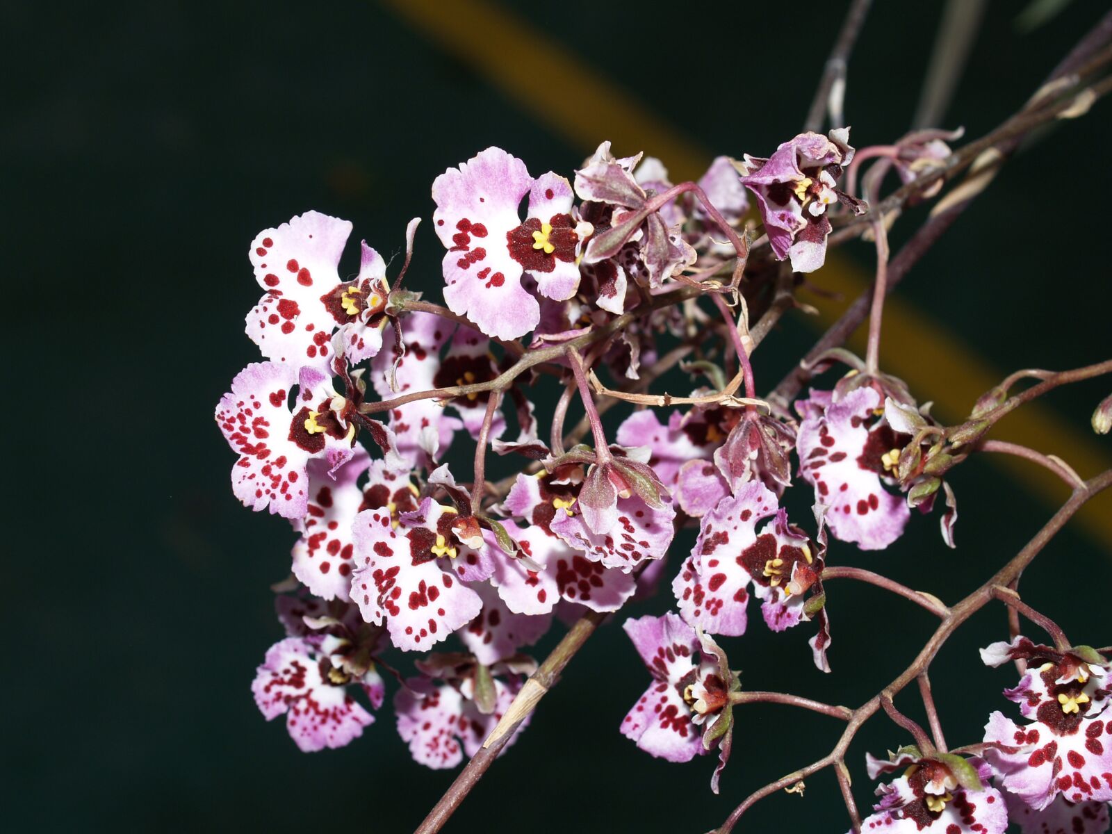 Olympus E-300 (EVOLT E-300) sample photo. Orchid, flower, bright photography