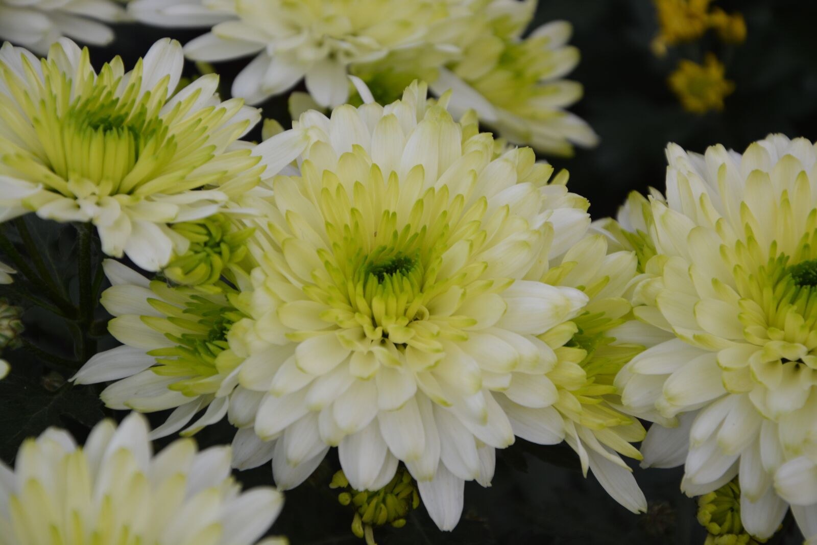 Nikon D5200 sample photo. Flowers white chrysanthemums, nature photography