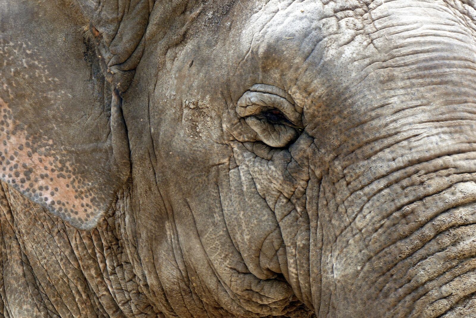 Panasonic Lumix DMC-FZ200 sample photo. Elephant, animals, skin photography