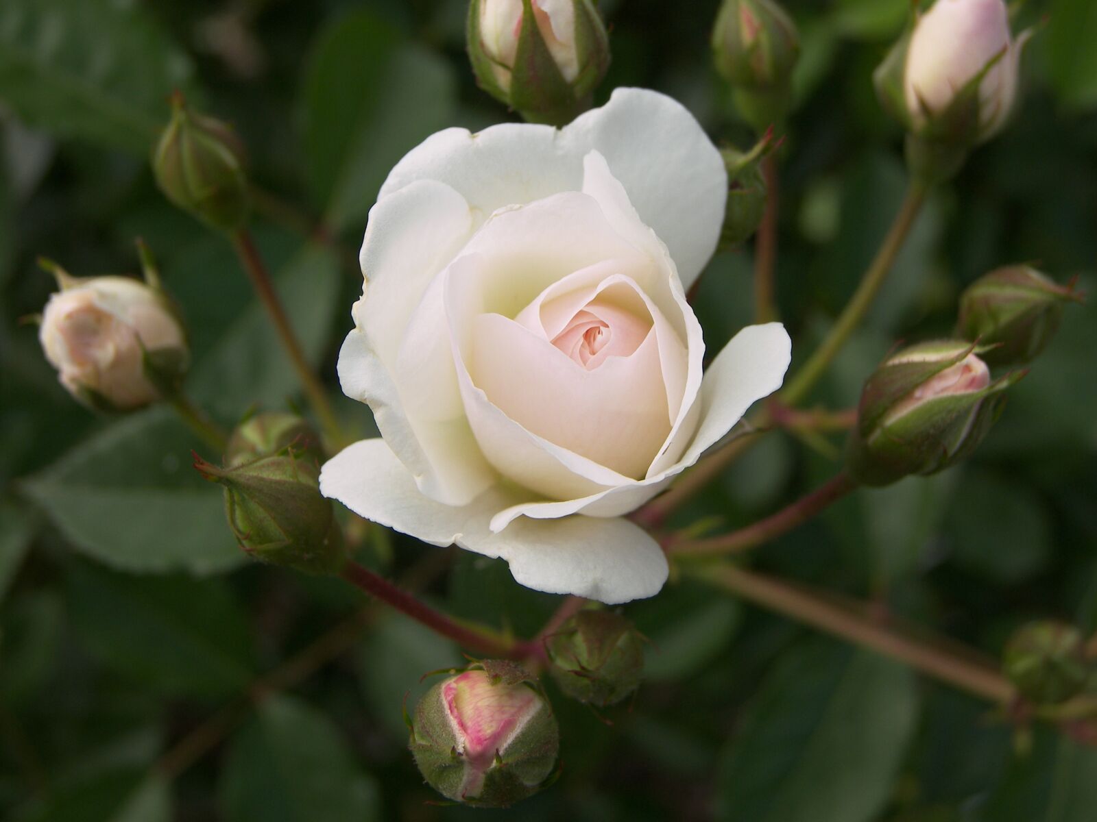 Kodak P880 ZOOM DIGITAL CAMERA sample photo. Roses, rose, nature photography