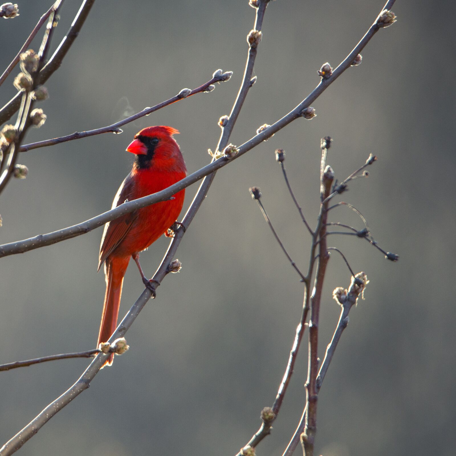 Canon EOS 5D Mark III sample photo. Cardinal, bird, red photography