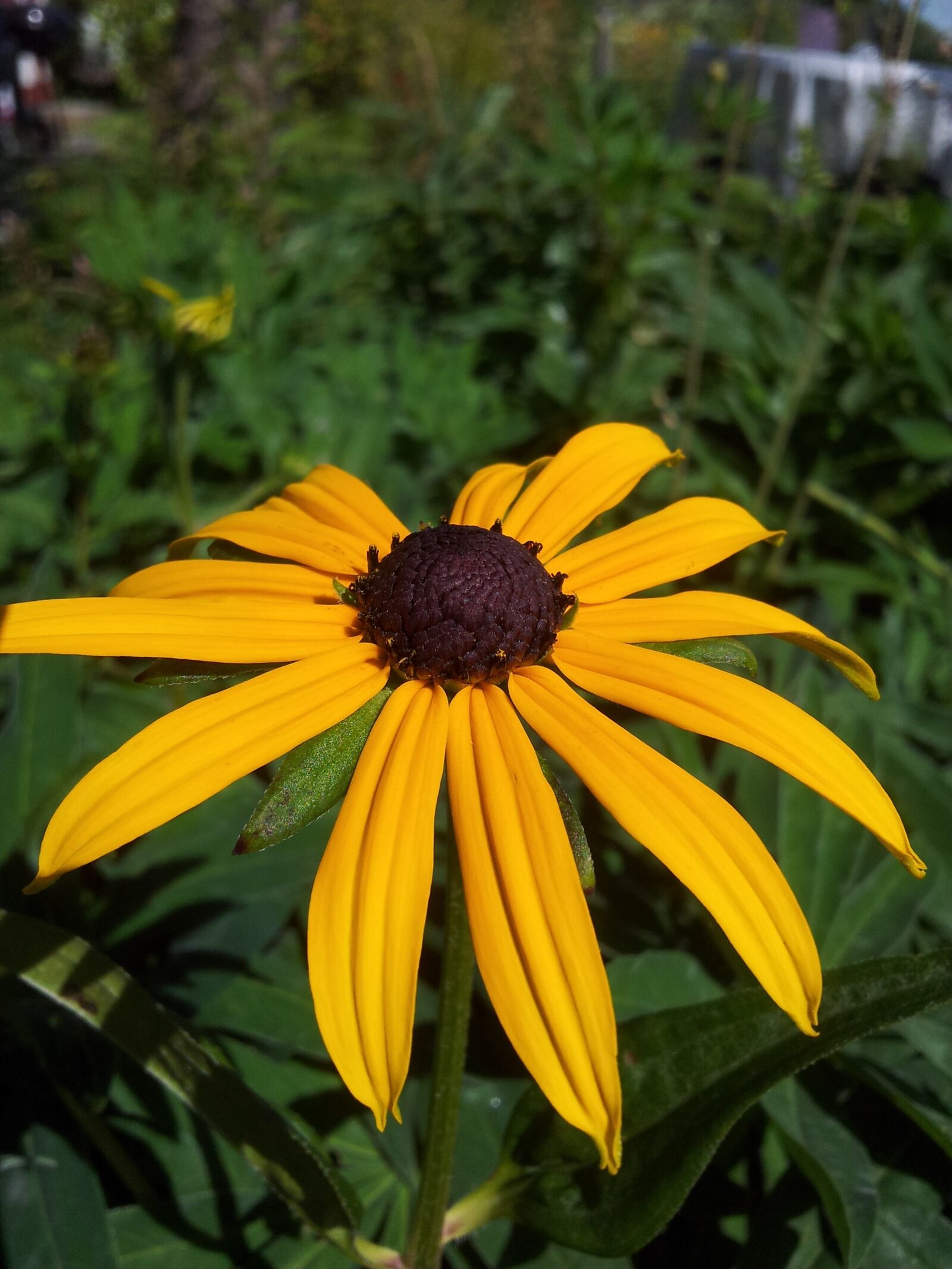 Samsung Galaxy S2 sample photo. Petal, yellow, flowers photography