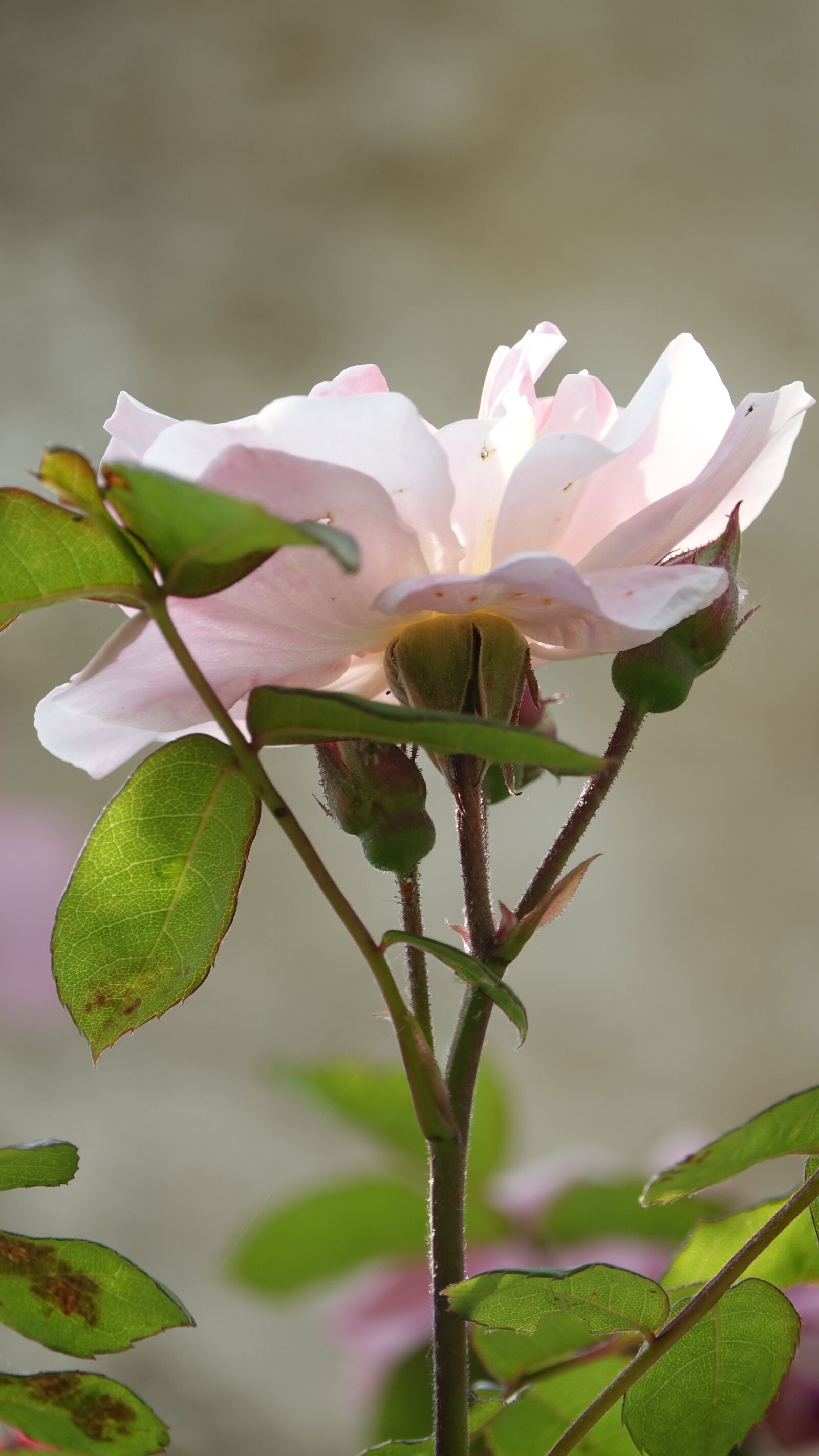 Sony Cyber-shot DSC-RX10 III sample photo. Pale pink, garden, field photography