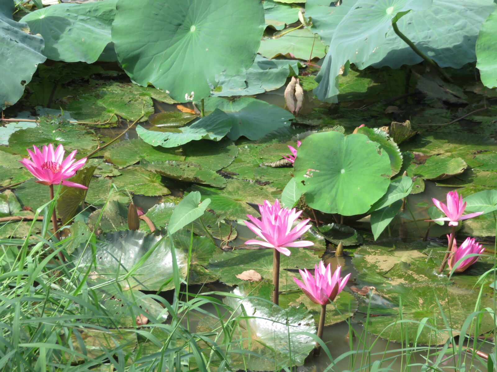 Canon PowerShot SX700 HS sample photo. Lotus, nature, pond photography