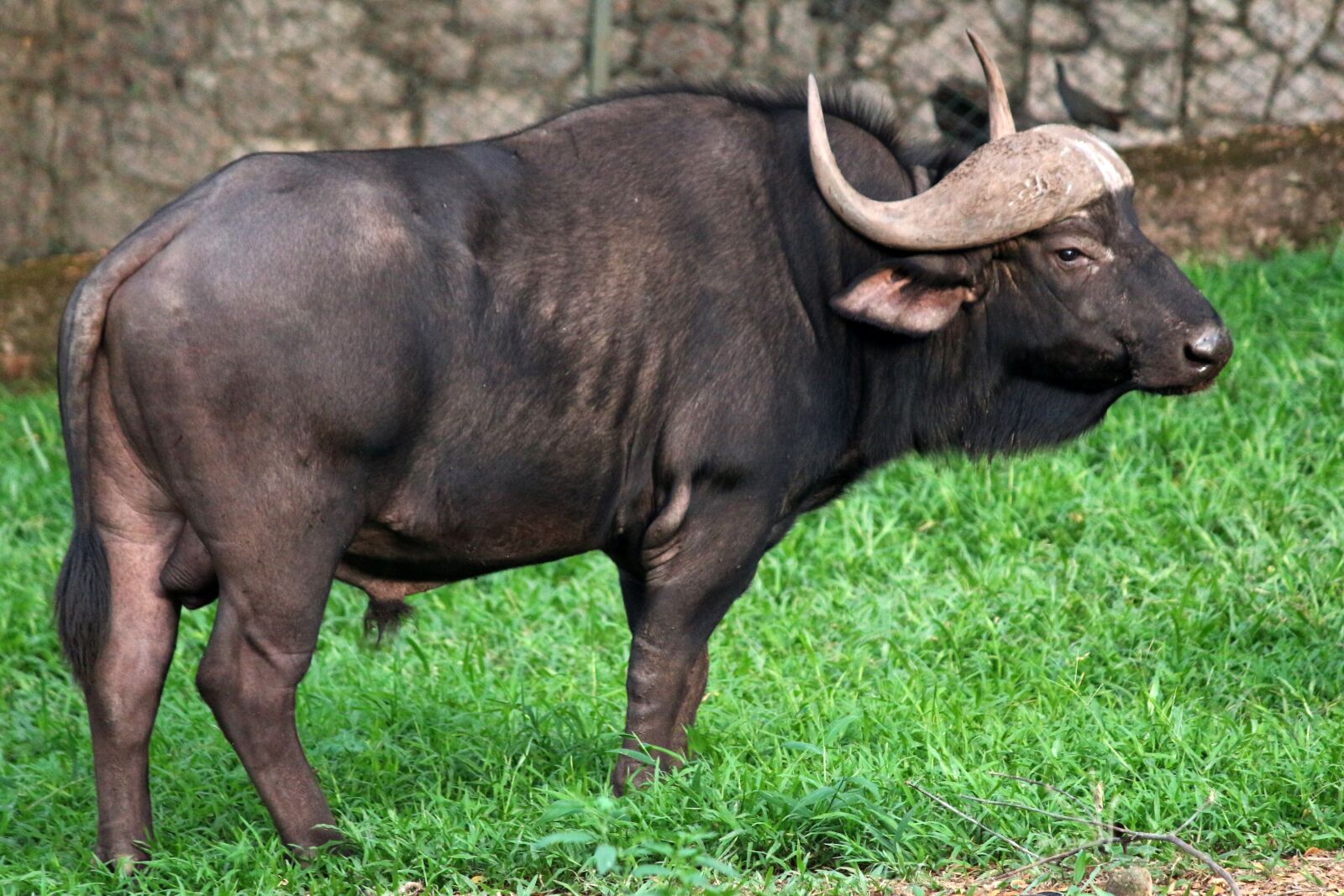 Canon EOS 700D (EOS Rebel T5i / EOS Kiss X7i) sample photo. Wild buffalo, gaur, buffalo photography