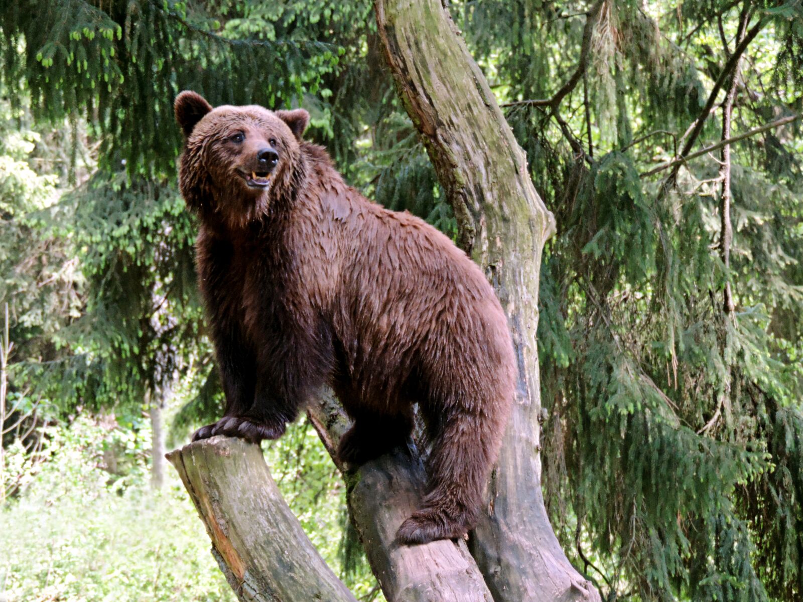 Nikon Coolpix P520 sample photo. Brown bear, bear, mammal photography