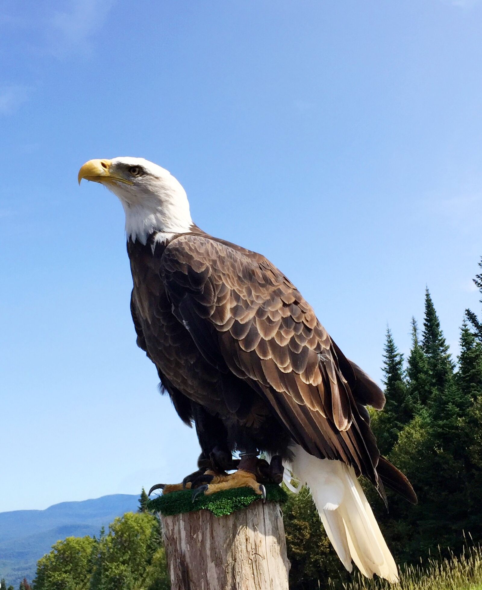 iPhone 6 Plus back camera 4.15mm f/2.2 sample photo. Eagle, bird, wild photography