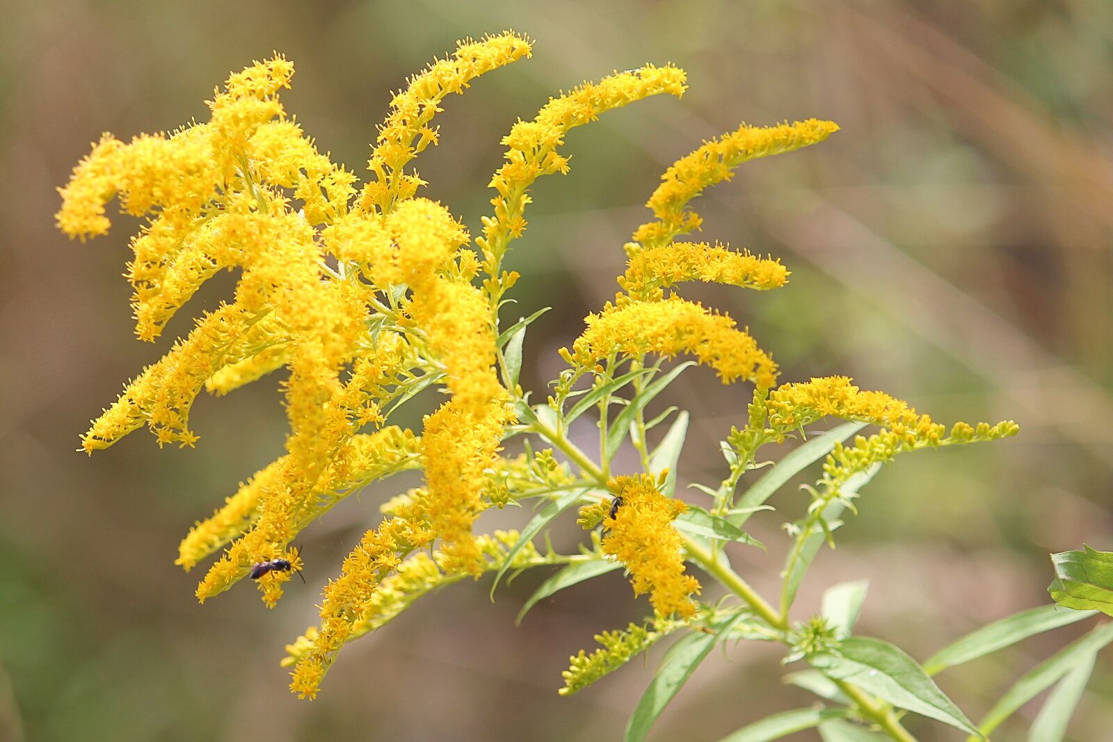 Canon EF-S 55-250mm F4-5.6 IS II sample photo. Golden rod, plant, yellow photography