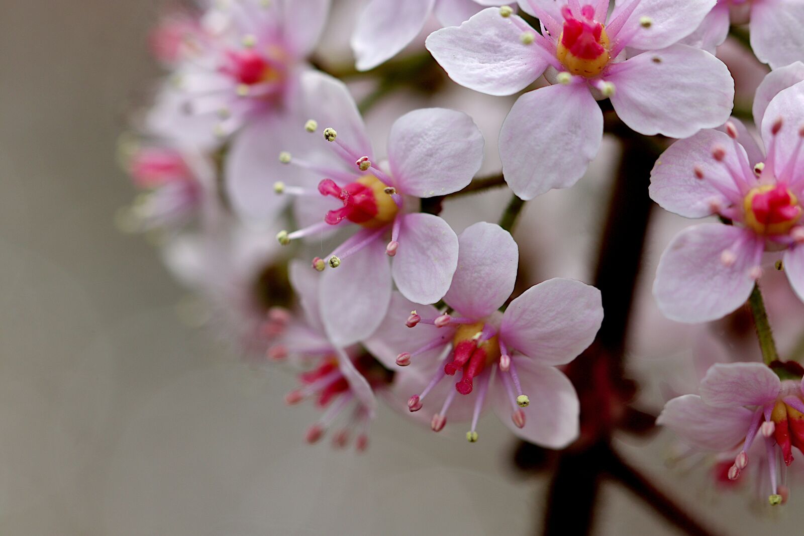 Canon EOS 800D (EOS Rebel T7i / EOS Kiss X9i) sample photo. Flower, colors pink and photography