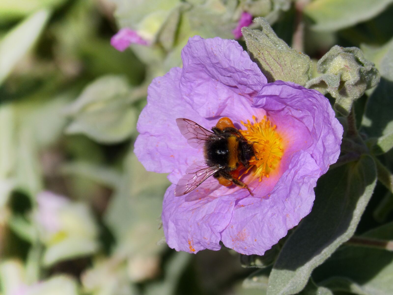Panasonic DMC-FZ62 sample photo. Flower, steppe, bumblebee photography