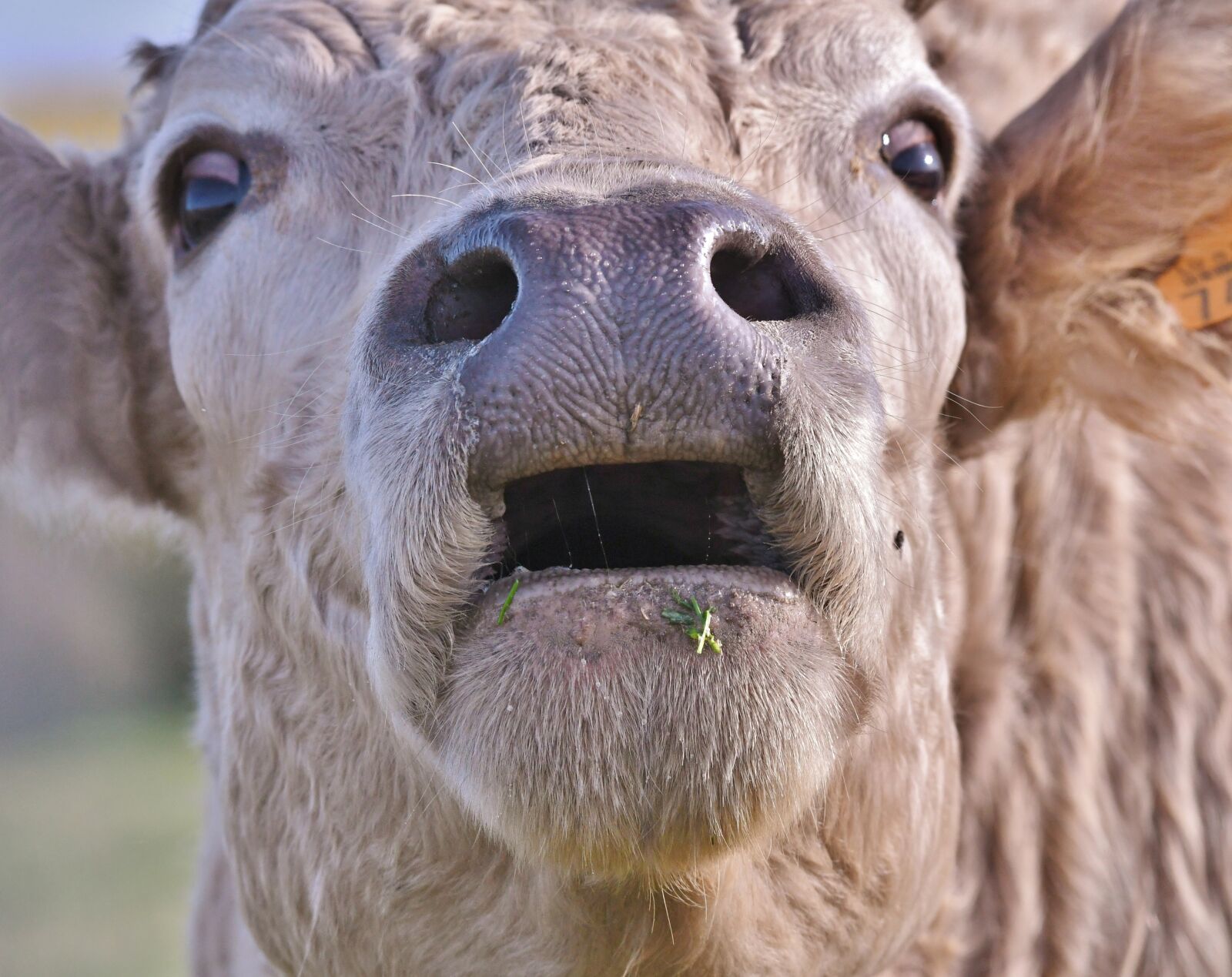 Nikon D500 sample photo. Cow, herkauwer, muzzle photography