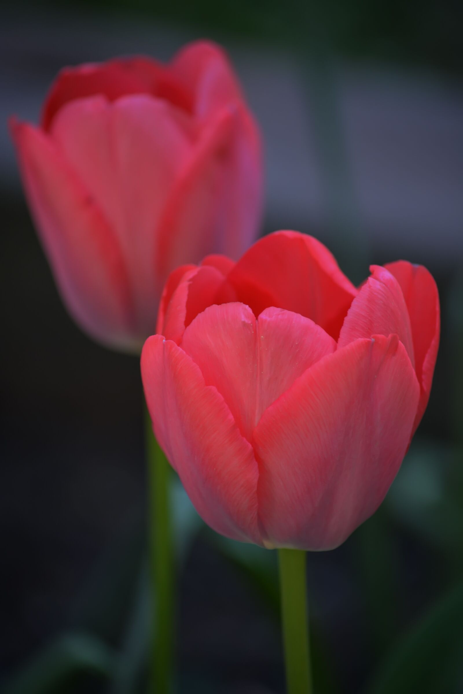 Nikon D5200 sample photo. Flowers, spring, tulip photography