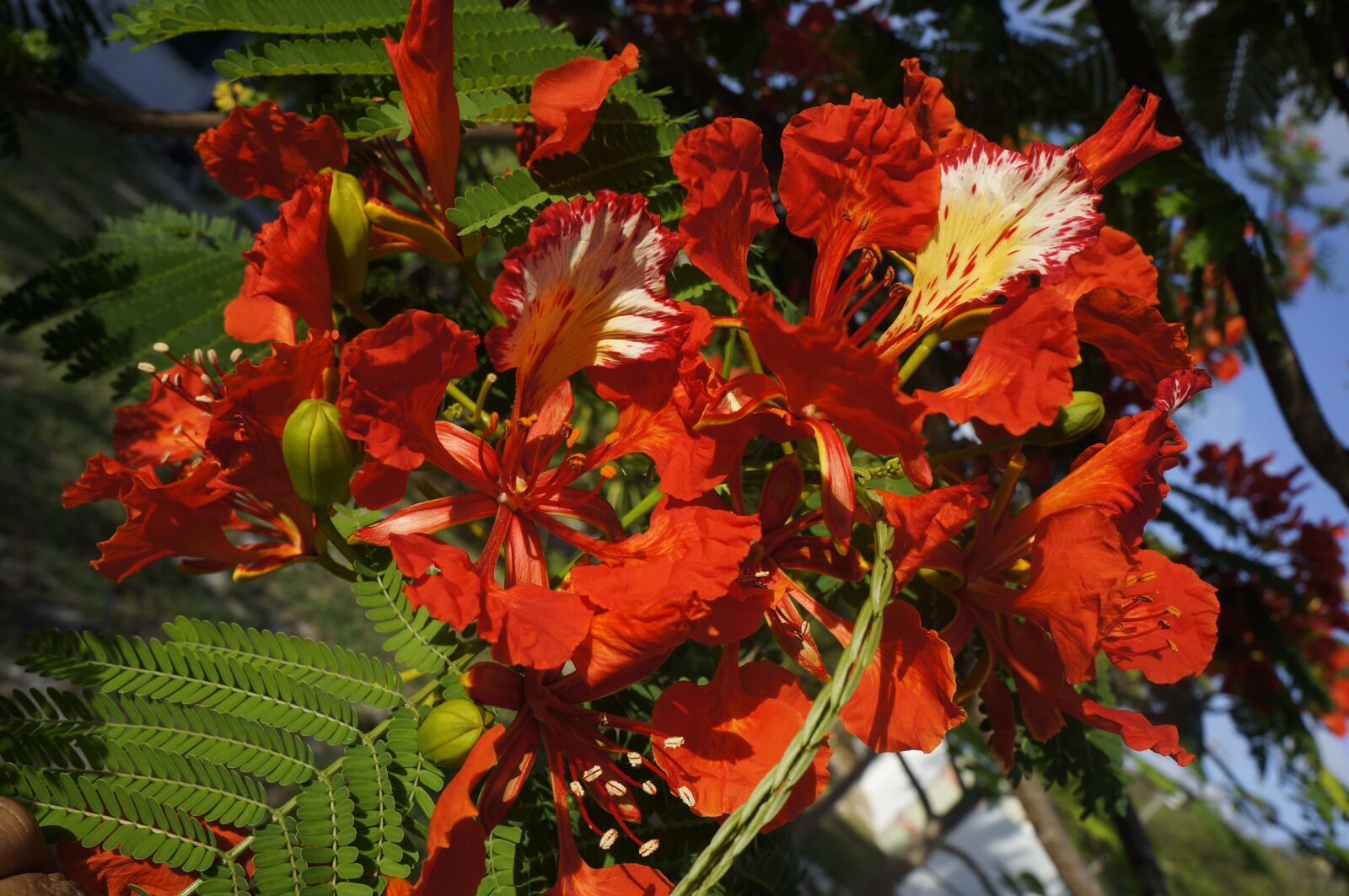 Sony Alpha NEX-5N sample photo. Flower, royal poinciana, tropical photography