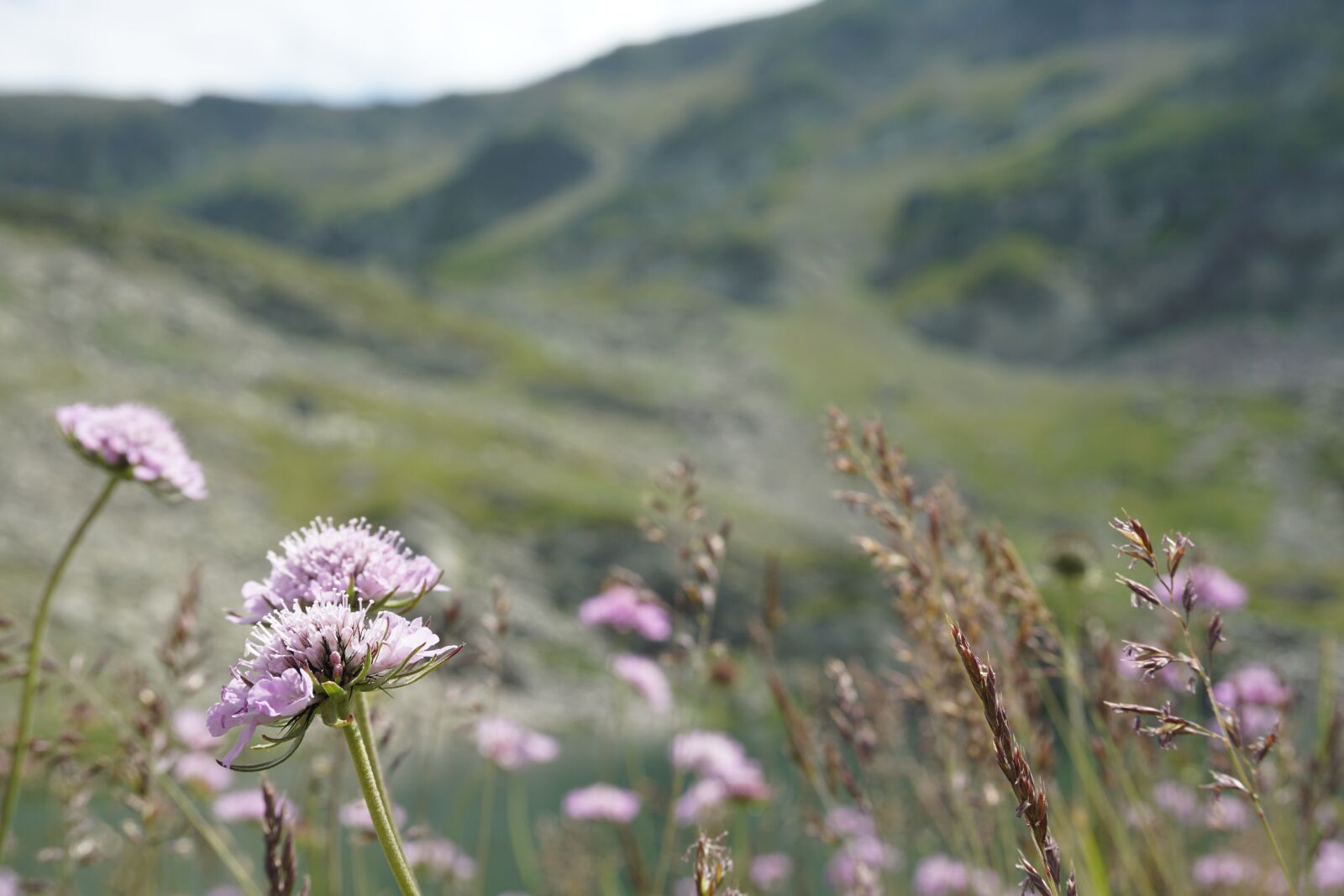 Sony a5100 sample photo. Mountain, purple flowers, flower photography