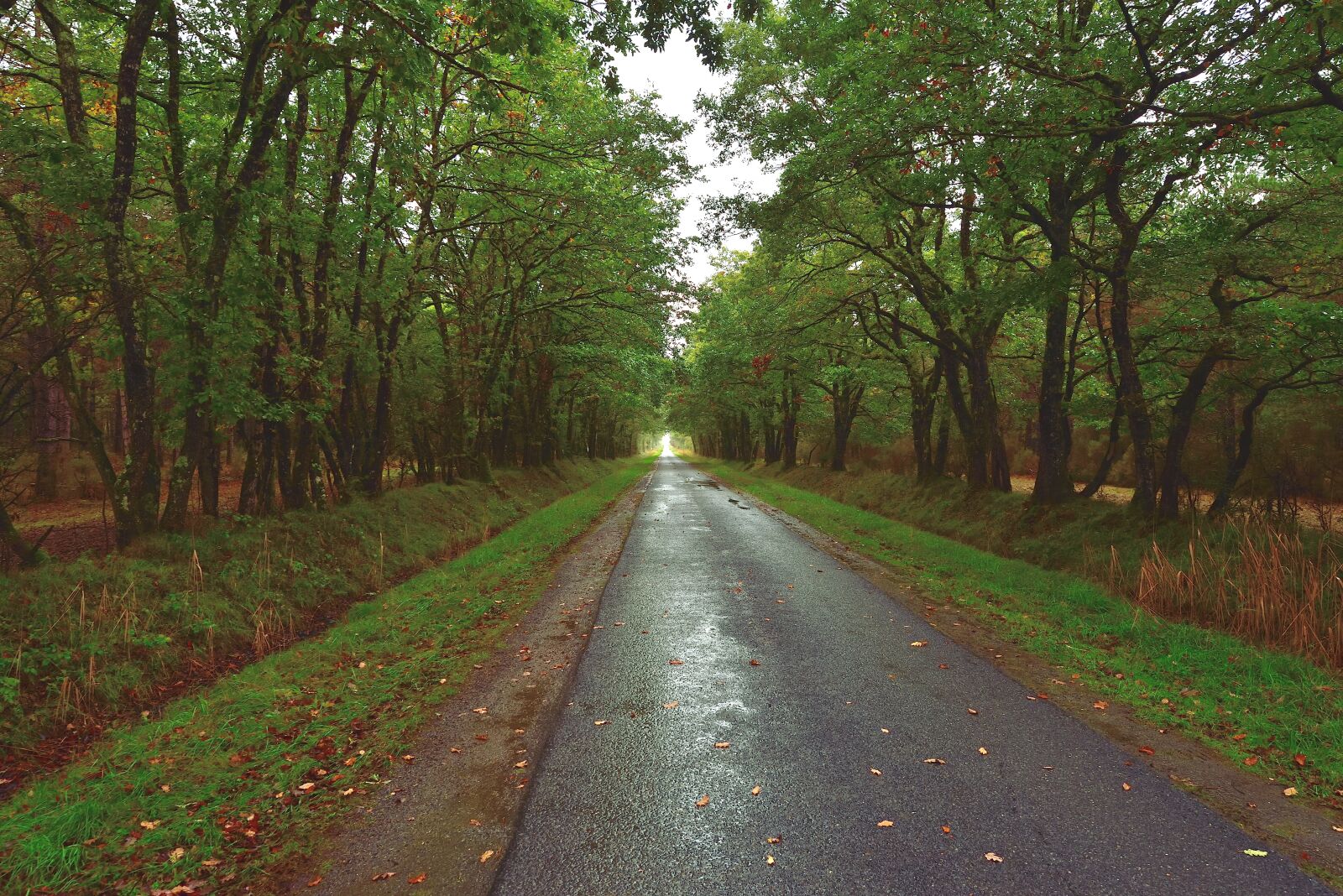 Nikon D750 sample photo. Road, forest, trees photography