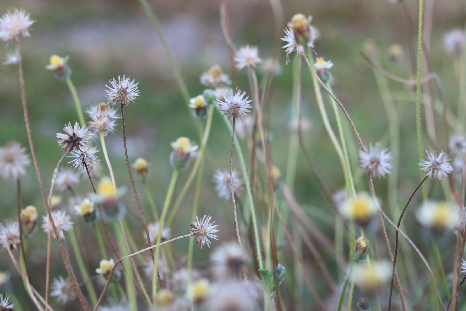 Canon EOS 750D (EOS Rebel T6i / EOS Kiss X8i) sample photo. Plants, nature, sky photography