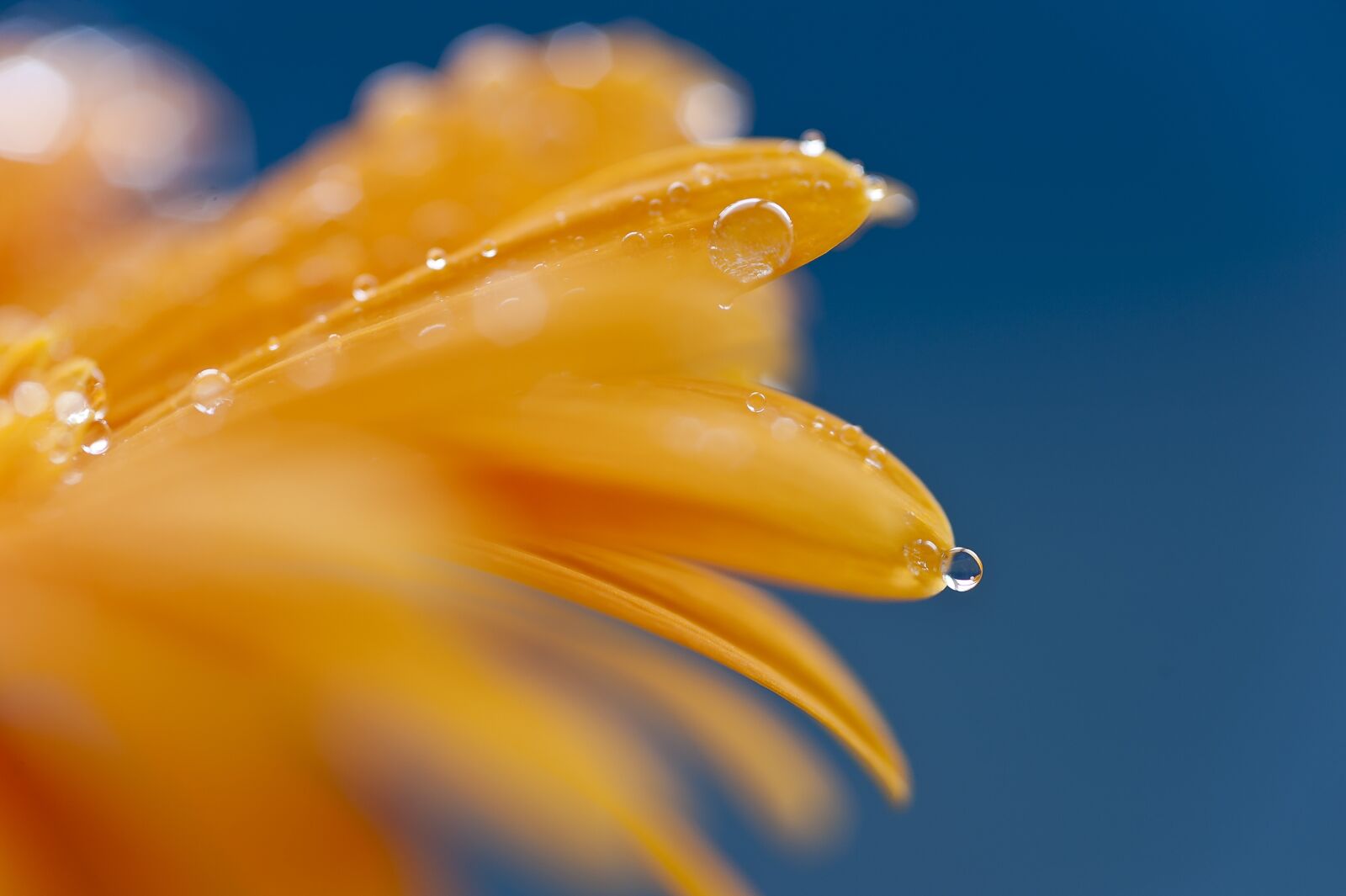 Nikon D700 sample photo. Flower, water-drop photography