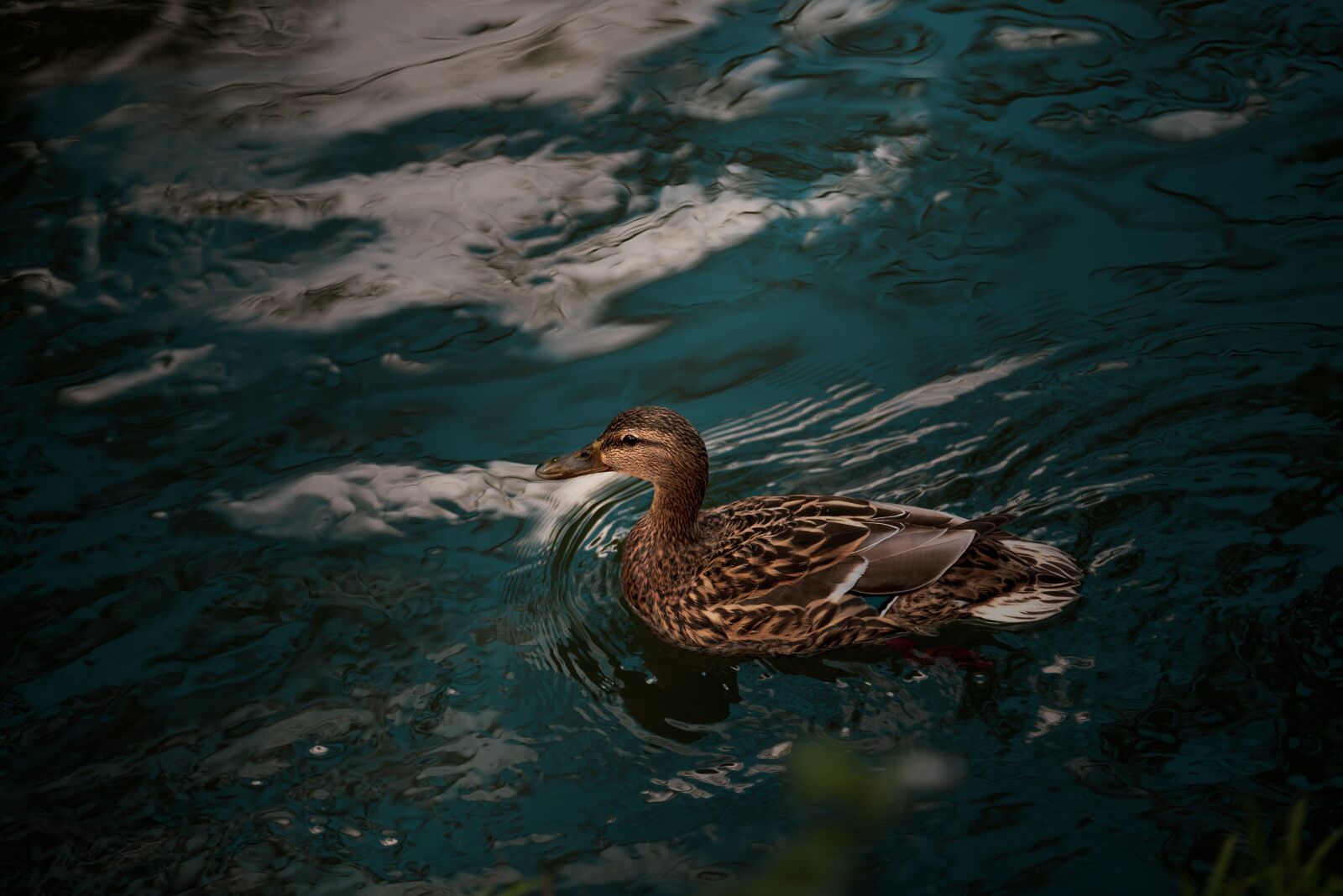 Canon EOS 6D Mark II + Canon EF 70-200mm F2.8L IS II USM sample photo. Duck, spring, animals photography