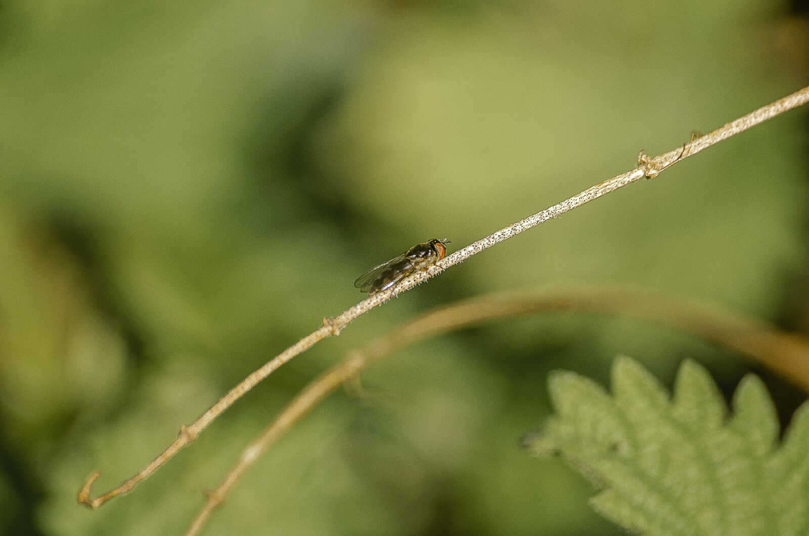Nikon D7000 sample photo. Midge, insect, nature photography