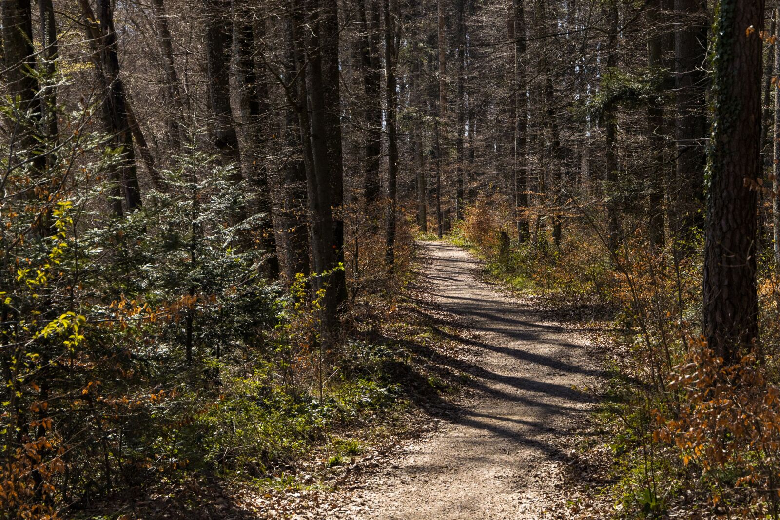 Canon EOS R sample photo. Forest, away, light photography