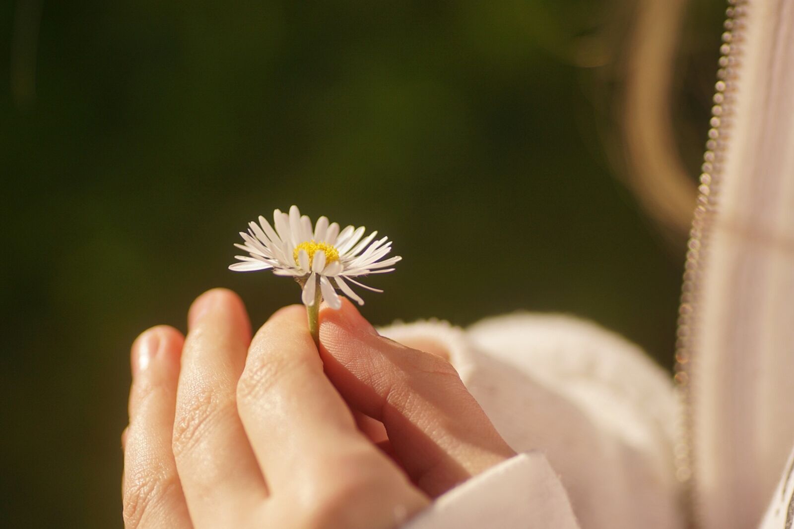 Sony ILCA-77M2 sample photo. Girl, hands, flower photography