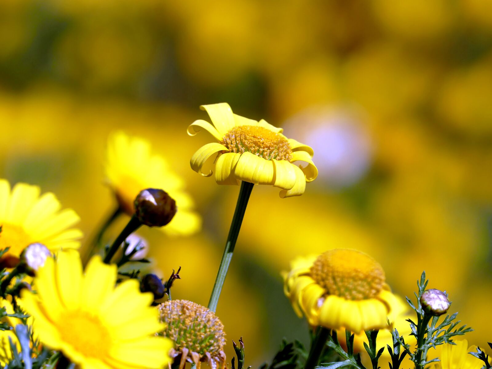 Panasonic Lumix DMC-FZ1000 sample photo. Spring, flower, yellow photography