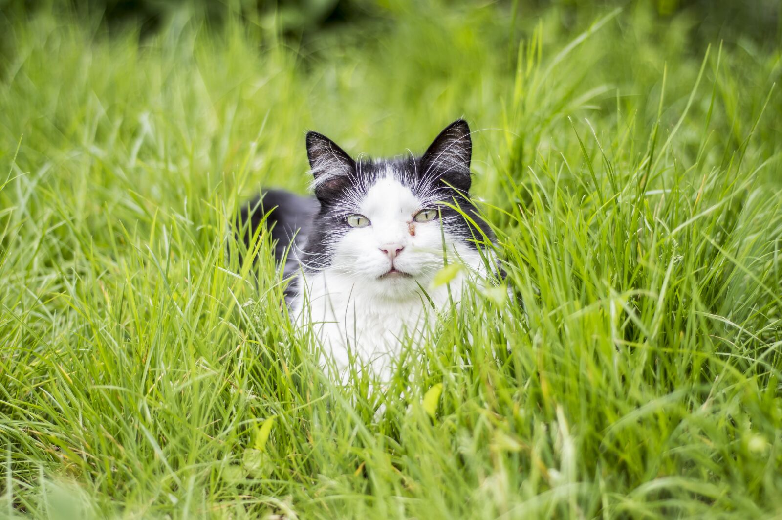 Nikon D3200 sample photo. Kitty, cat, animal photography