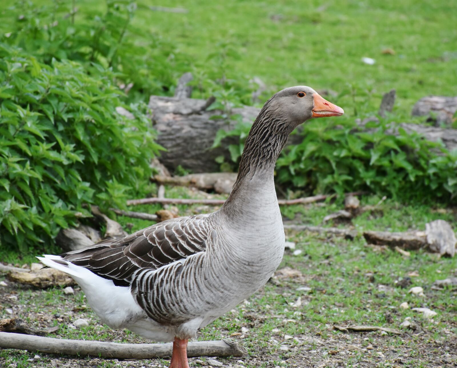 Nikon D7200 sample photo. Goose, poultry, bird photography