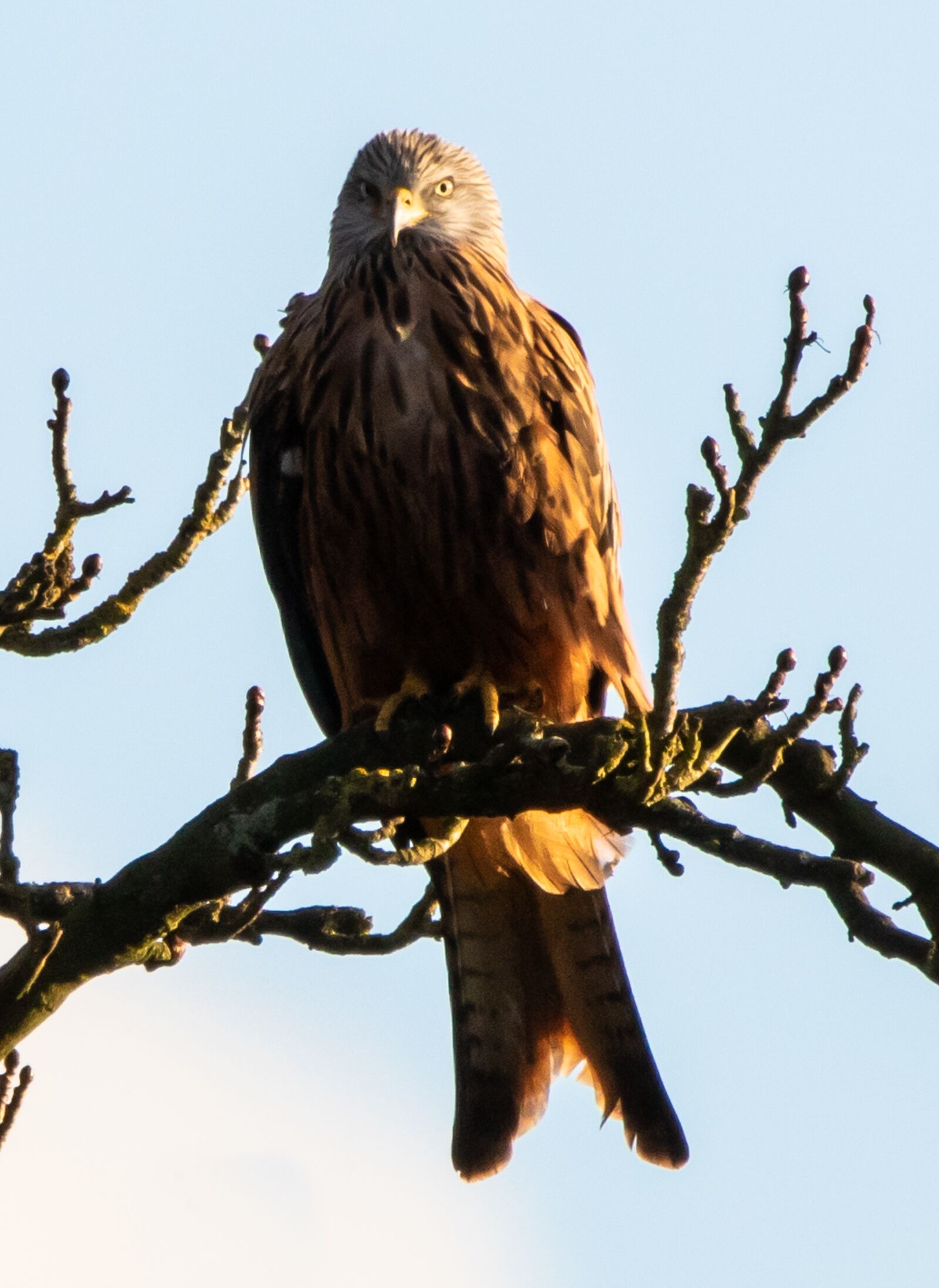 150-600mm F5-6.3 DG OS HSM | Contemporary 015 sample photo. Red kite in tree photography