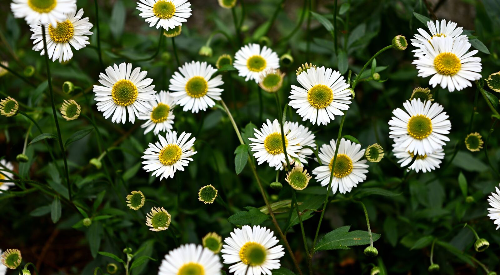 Nikon D3500 sample photo. Daisy, flower, nature photography