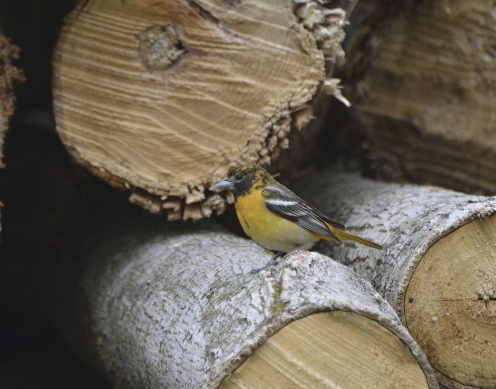 Nikon D7000 sample photo. Baltimore, oriole, bird photography