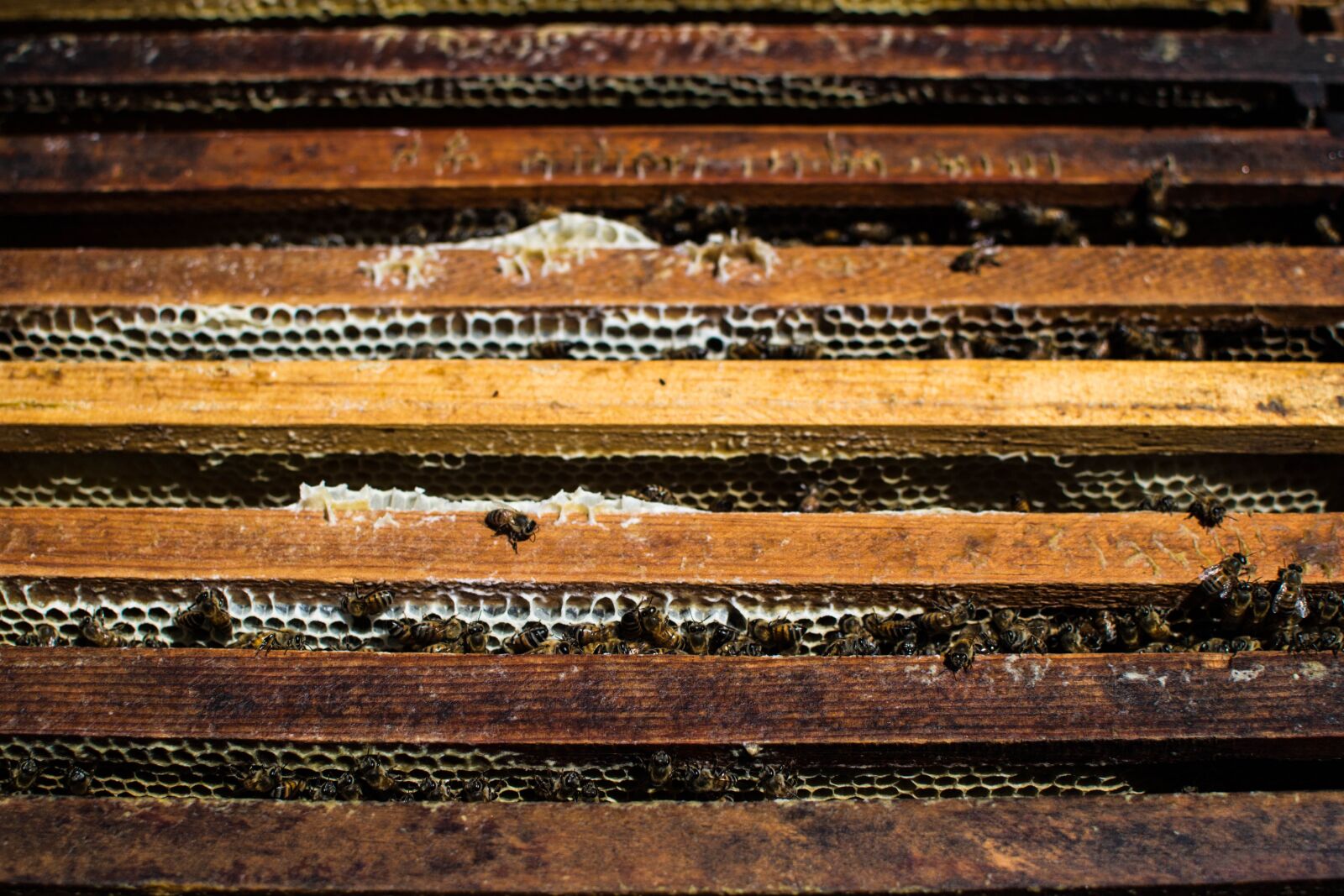 Nikon D3100 sample photo. Bees, nature, beekeeping photography